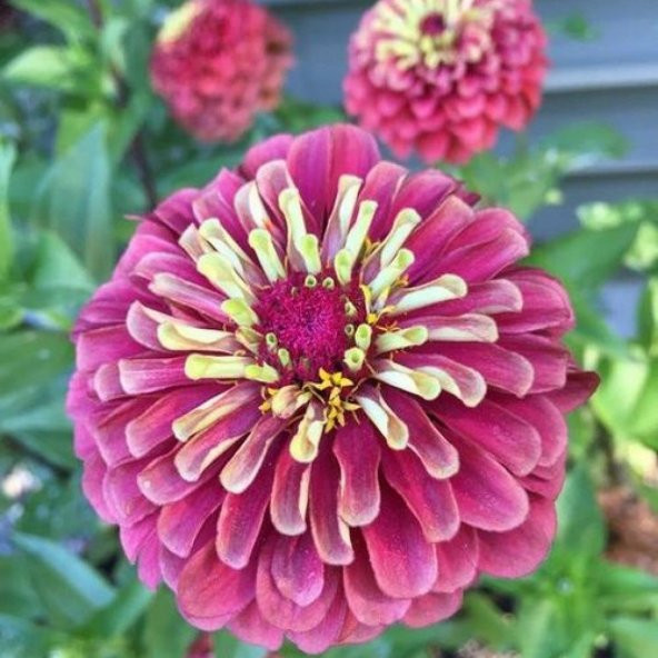 Dahlia Çiçekli Violet Zinya Çiçeği Tohumu (40 tohum) ürün görseli 1