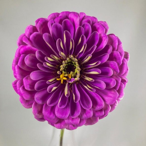 Dahlia Çiçekli Lavender Zinya Çiçeği Tohumu (40 tohum) ürün görseli 1