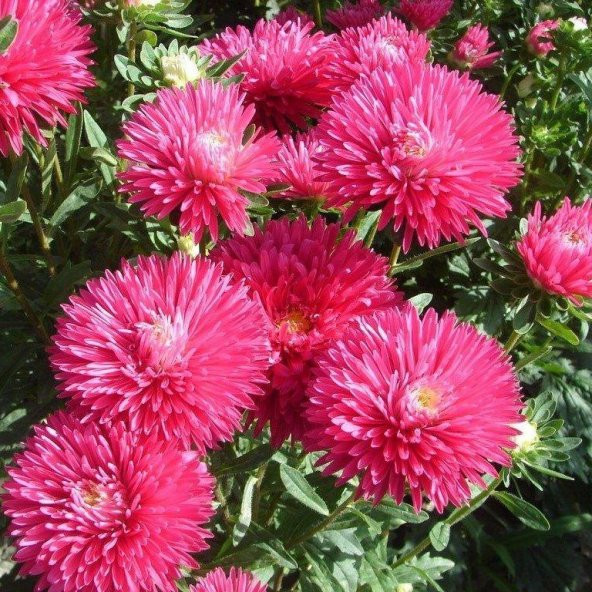 İğne Çiçekli Aster Çiçeği Tohumu (25 tohum) ürün görseli 1