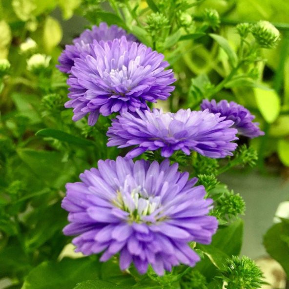 Pompon Mor Renkli Moon Aster Çiçeği Tohumu (50 tohum) ürün görseli 1
