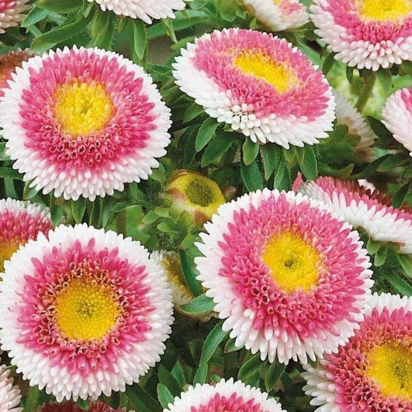 Pompon HiNoMaru Aster Çiçeği Tohumu (50 tohum) ürün görseli 1