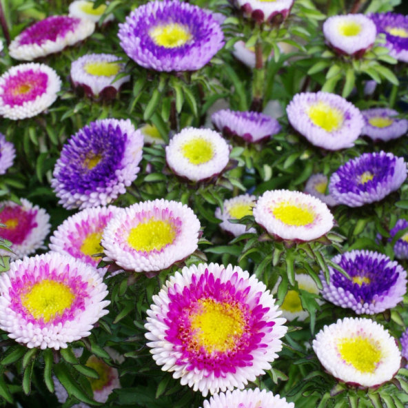 Pompon Hinomaru Karışık Renkli Aster Çiçeği Tohumu (50 tohum) ürün görseli 1