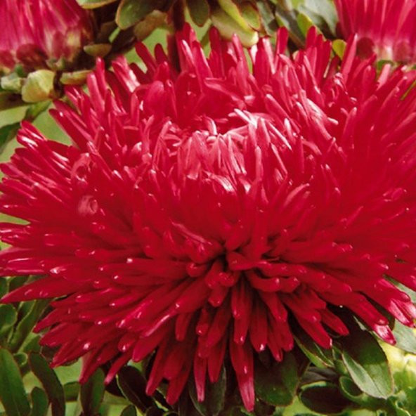 Pompon Salmon Kırmızı Renkli Aster Çiçeği Tohumu (50 tohum) ürün görseli 1