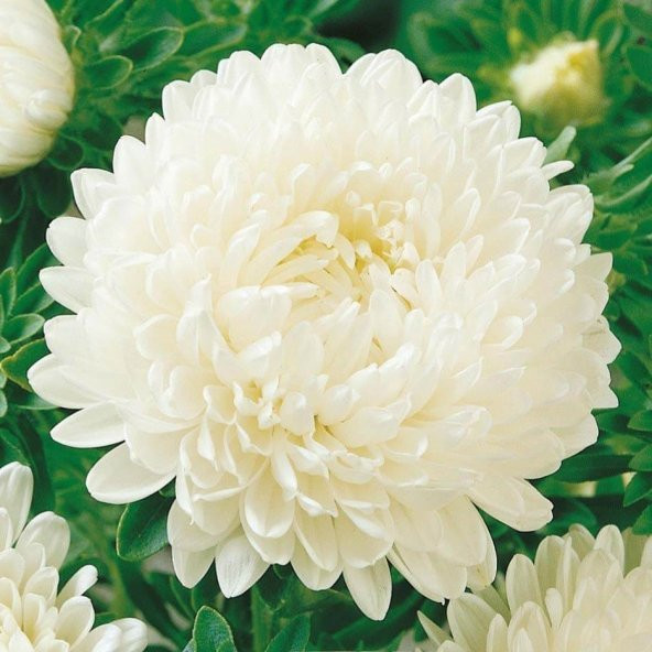 Pompon Beyaz Renkli Aster Çiçeği Tohumu (50 tohum) ürün görseli 1