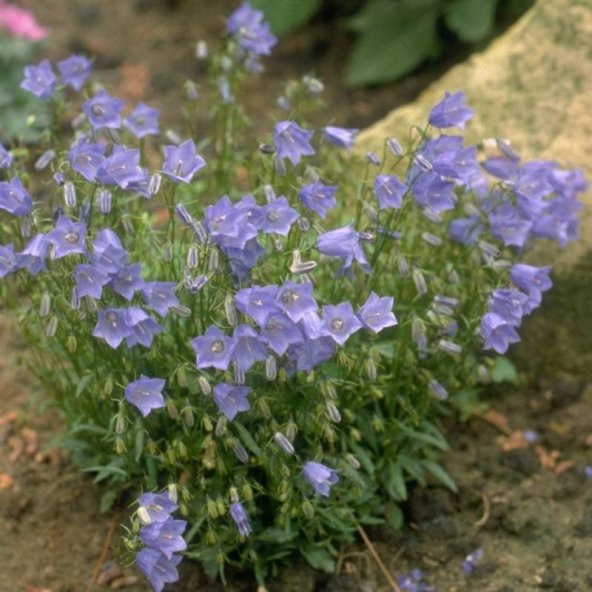 Light Blue Campanula Çan Çiçeği Tohumu (100 tohum) ürün görseli 1