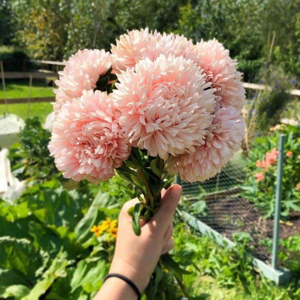 Paeony Duchesse Kayısı Renginde Pompon Aster Çiçeği Tohumu (50 tohum) ürün görseli 1