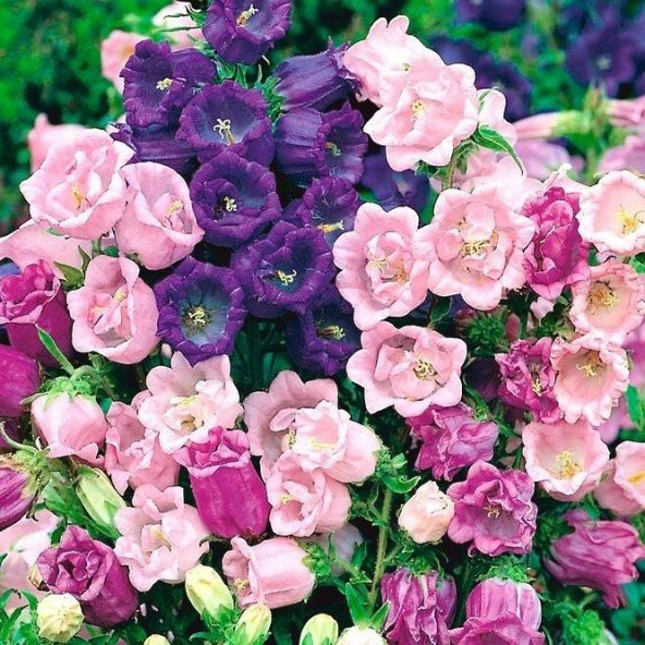 Katmerli Campanula Karışık Çan Çiçeği Tohumu (100 tohum) ürün görseli 1