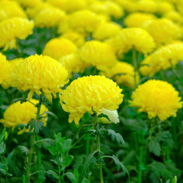 Soğuklara Dayanıklı Pompon Sarı Renkli Aster Çiçeği Tohumu (50 tohum) ürün görseli 1