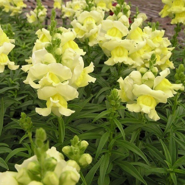 Sarı Aslanağzı Antirrhinum Braun-blanquetii Tohumu(20 tohum) ürün görseli 1
