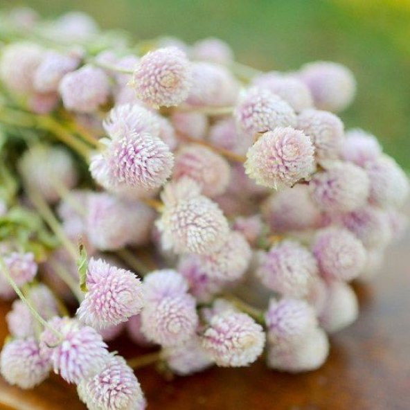 Gomphrena Globosa Beyaz Renkli Medine Çiçeği Tohumu (50 tohum) ürün görseli 1