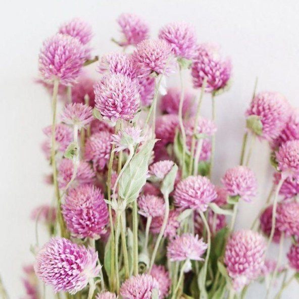 Gomphrena Globosa Pembe Medine Çiçeği Tohumu (50 tohum) ürün görseli 1