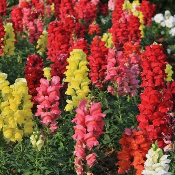 Antirrhinum Rainbow Mixed Karışık Aslanağzı Çiçeği Tohumu(200 tohum) ürün görseli 1