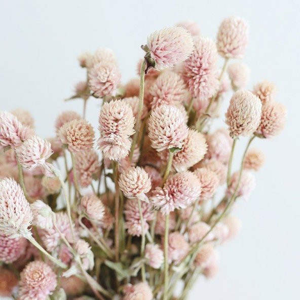 Gomphrena Globosa Somon Renkli Medine Çiçeği Tohumu (50 tohum) ürün görseli 1