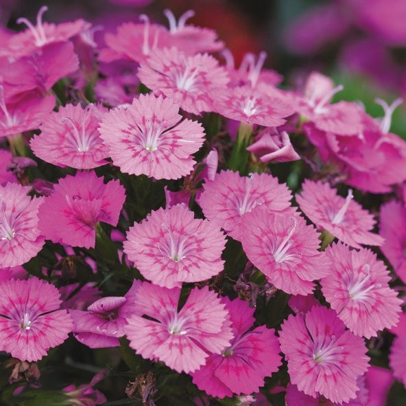 Keskin Pembe Dianthus Çiçeği Tohumu (50 tohum) ürün görseli 1