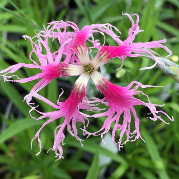 Dianthus Superbus Rose Karanfil Çiçeği Tohumu (100 adet) ürün görseli 1