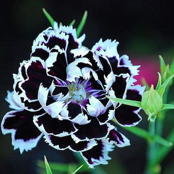 Dianthus Heddewigii Black White Karanfil Çiçeği Tohumu (100 adet) ürün görseli 1