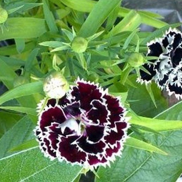 Dianthus Heddewigii Gaiety Karanfil Çiçeği Tohumu (100 adet) ürün görseli 1