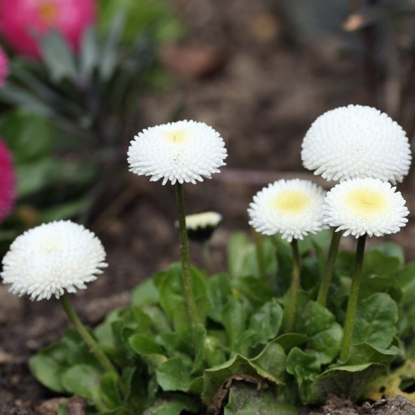 Bellis Perennis Beyaz Ponpon İngiliz Çayır Papatyası Çiçeği Tohumu(100 tohum) ürün görseli 1
