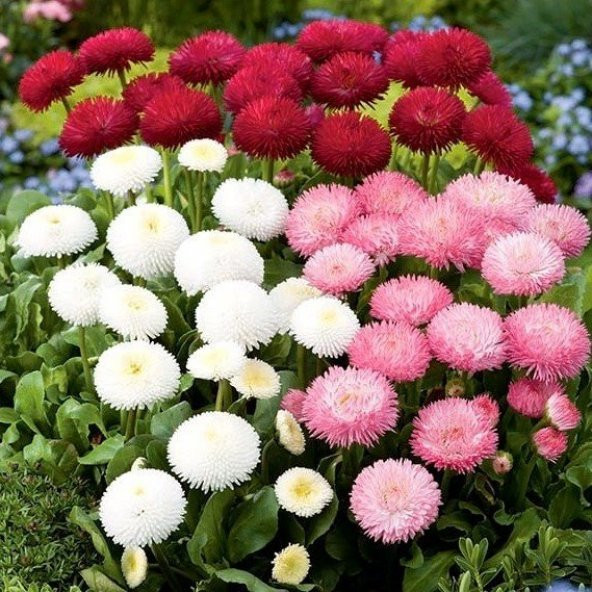 Katmerli Bellis Perennis Ponpon İngiliz Çayır Papatyası Çiçeği Tohumu(100 tohum) ürün görseli 1