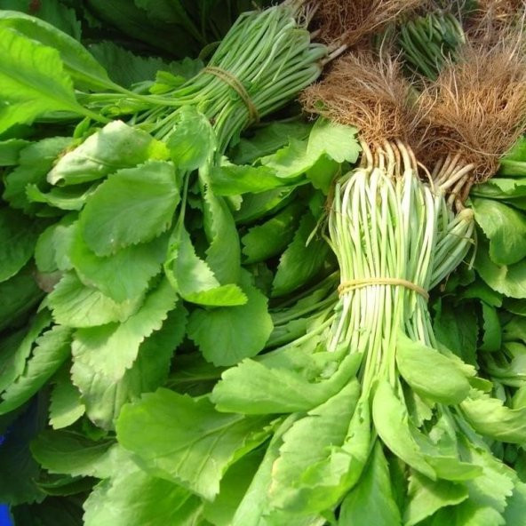 Geleneksel İri Geniş Yapraklı Aromatik Yeşil Tere Fidesi (5 Adet) ürün görseli 1