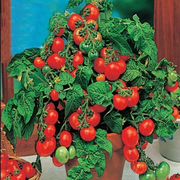 Saksılık Bonsai Çeri Domates Fidesi (5 adet) ürün görseli 1