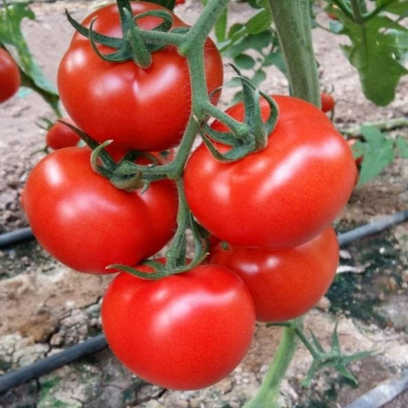 Salkım Bolveren Asil F1 Sırık Domates Fidesi (5 adet) ürün görseli 1