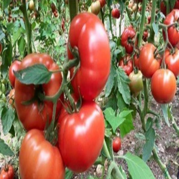 Kokulu Yüksek Verimli Sırık Etli Beef Domates Fidesi (5 adet) ürün görseli 1