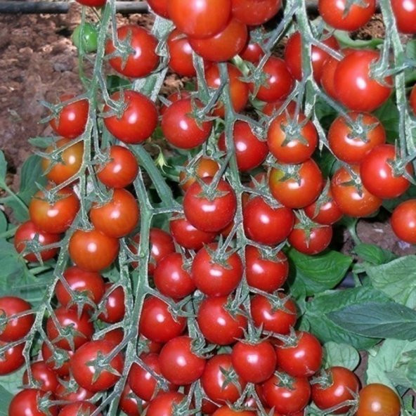 Efe Çeri Domates Fidesi (5 adet) ürün görseli 1