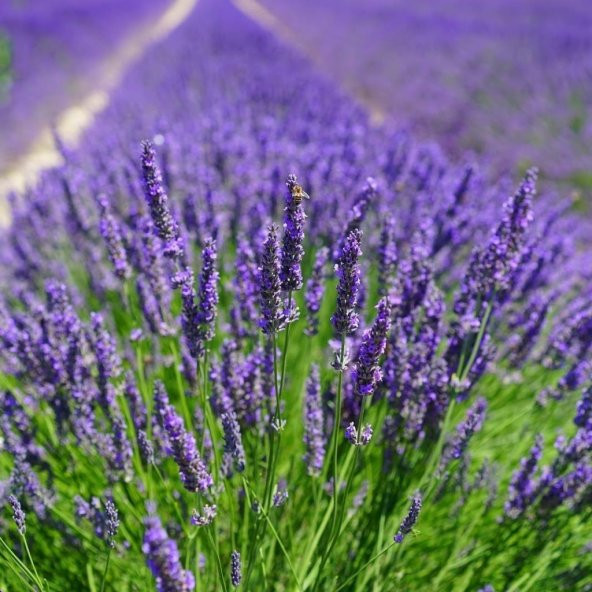 Tüplü Yoğun Kokulu Aromatik Lavanta Fidanı (10-20 cm) ürün görseli 1
