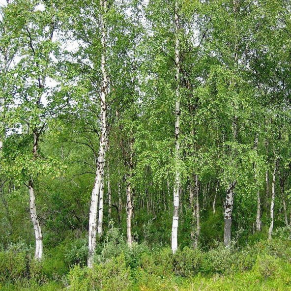 Tüplü Soğuklara Dayanıklı Huş Ağacı (Betula Alba) Fidanı ürün görseli 1