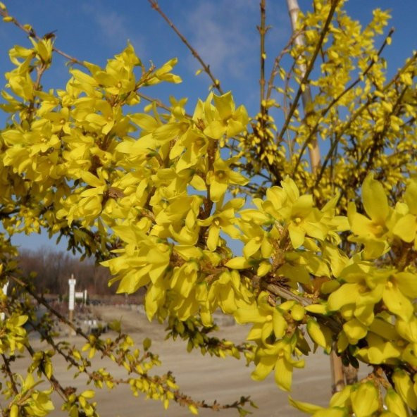 Tüplü Altın Çanı Altın Çanak (Forsythia intermedia) Fidanı ürün görseli 1