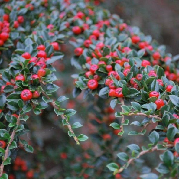 Tüplü Dağ Muşmulası Taş Elması Cotoneaster Fidanı ürün görseli 1