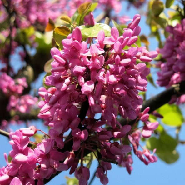 Tüplü Kokulu Erguvan Ağacı (Cercis siliquastrum) Fidanı ürün görseli 1