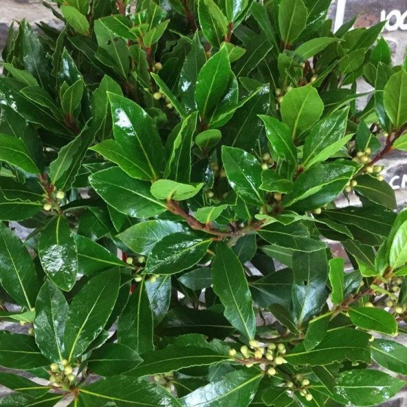 Tüplü Defne Ağacı (Laurus nobilis) Fidanı ürün görseli 1