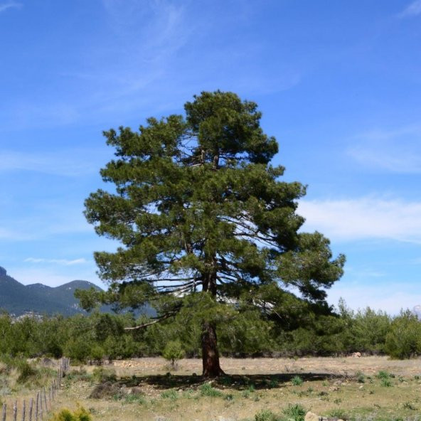 Tüplü (Pinus Brutia) Kızıl Çam Fidanı ürün görseli 1