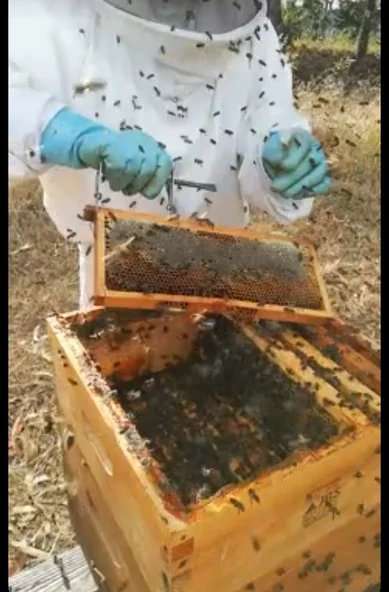 Saka Bal(Kekik ,geven balı) ürün görseli 1
