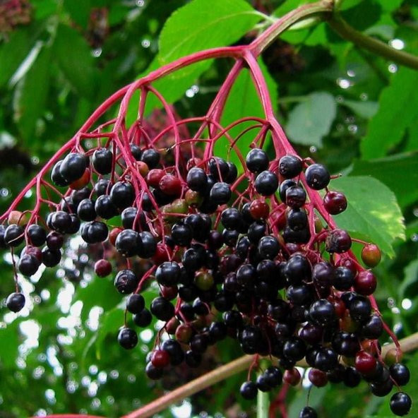 Tüplü Sambucus Nigra Kara Mürver Fidanı (3 Yaş) ürün görseli 1