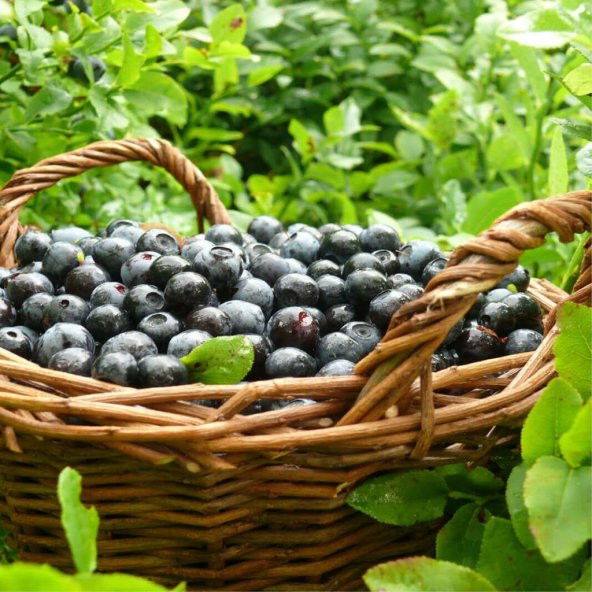 Tüplü Doğal Likapa (Bilberry) Fidanı ürün görseli 1