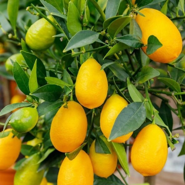 Tüplü Nadir Bulunan Çeşit Tavares Limequat Fidanı ürün görseli 1