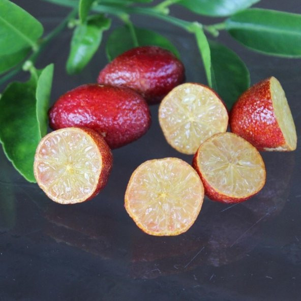 Tüplü Meyve Verme Yaşında Avustralya Blood Lime Fidanı ürün görseli 1