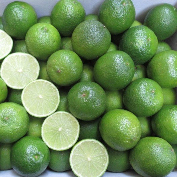 Tüplü Aşılı Nadir Meksika Lime Çekirdeksiz Limon Fidanı ürün görseli 1