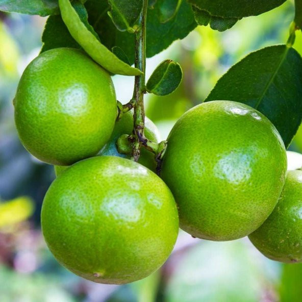 Tüplü Aşılı Lime Quat Çekirdeksiz Limon Fidanı ürün görseli 1