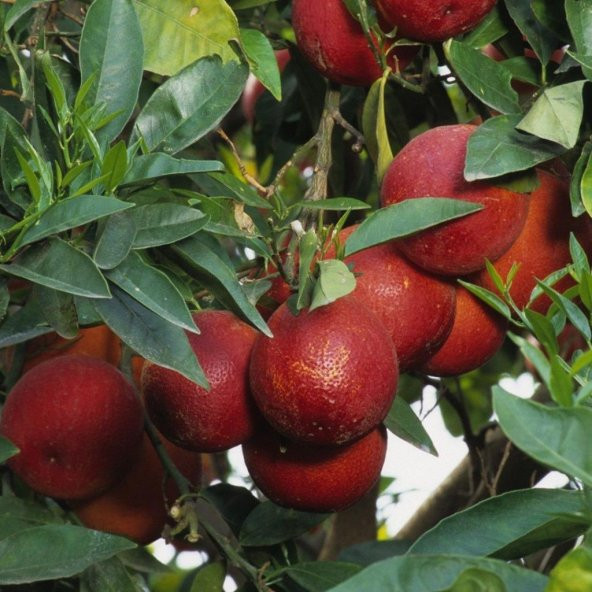 Tüplü Aşılı Blood Orange İçi Dışı Kırmızı Portakal Fidanı ürün görseli 1
