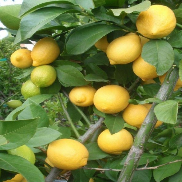 Tüplü Aşılı Büyük Meyveli  Euroka Limon Fidanı ürün görseli 1