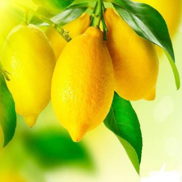 Tüplü Aşılı Depolamaya Uygun Kütdiken Limon Fidanı ürün görseli 1