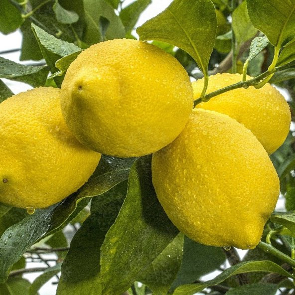 Tüplü Aşılı Çok İri Meyveli Zagara Bianca Limon Fidanı ürün görseli 1