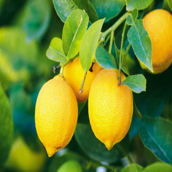Tüplü Aşılı Yüksek Verimli Yediveren Limon Fidanı ürün görseli 1