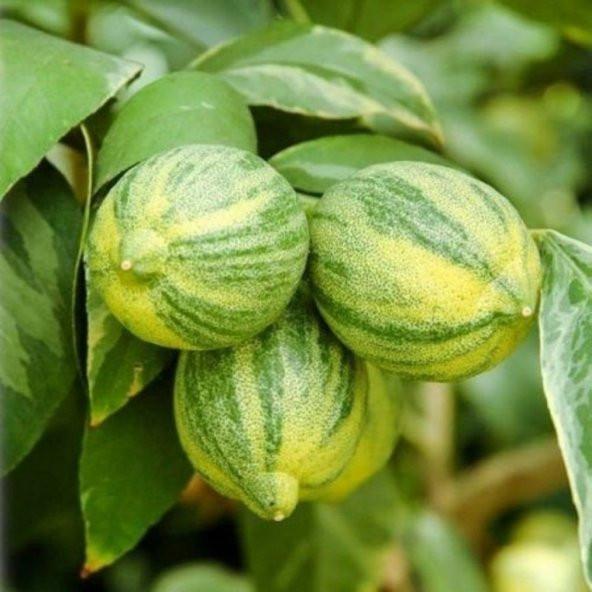 Tüplü Aşılı Beyaz Yeşil Yapraklı Süs Limonu Fidanı ürün görseli 1