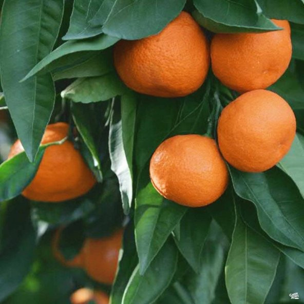 Tüplü Aşılı Özel Çeşit Çekirdeksiz Ovari Mandalina Fidanı ürün görseli 1
