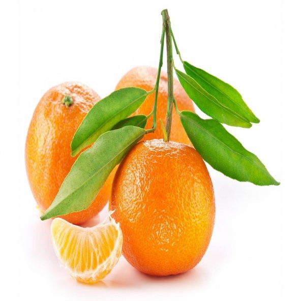 Tüplü Aşılı Aromalı Primasol Mandalinası Fidanı ürün görseli 1